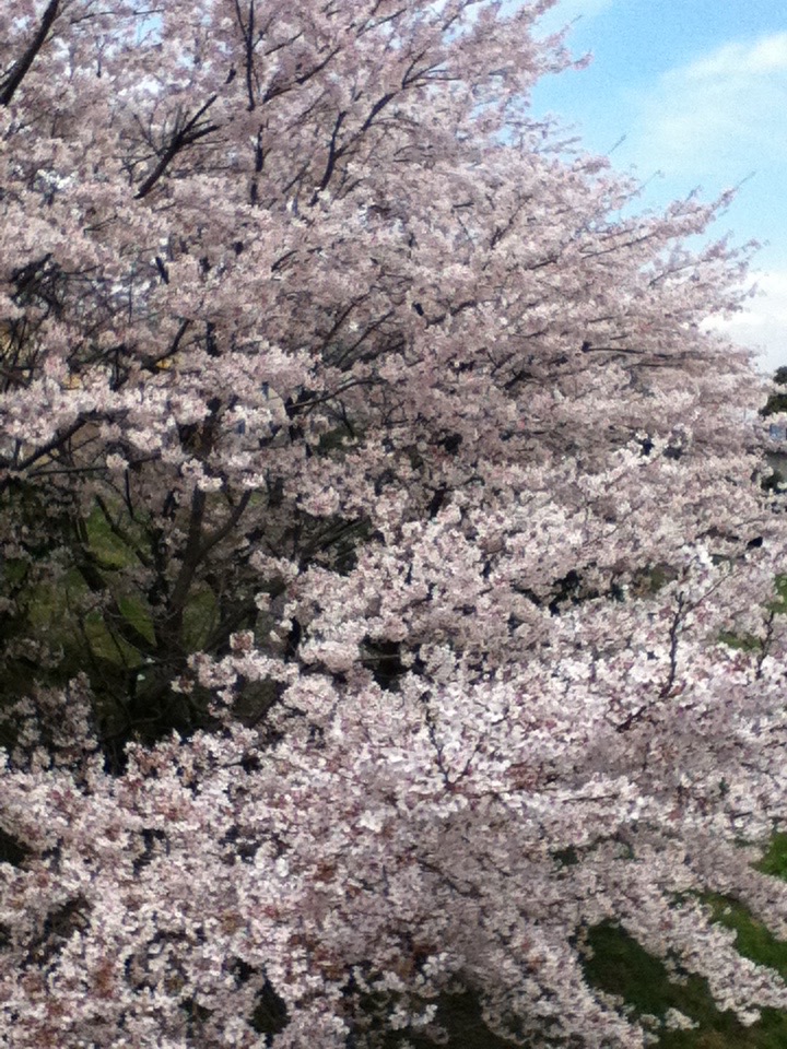 4月「卯月」はどんな月か？桜を愛でる春4月の行事、イベント、暦を知ろう！